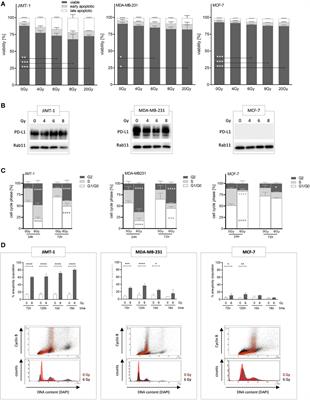 Neoadjuvant radiotherapy in ER+, HER2+, and triple-negative -specific breast cancer based humanized tumor mice enhances anti-PD-L1 treatment efficacy